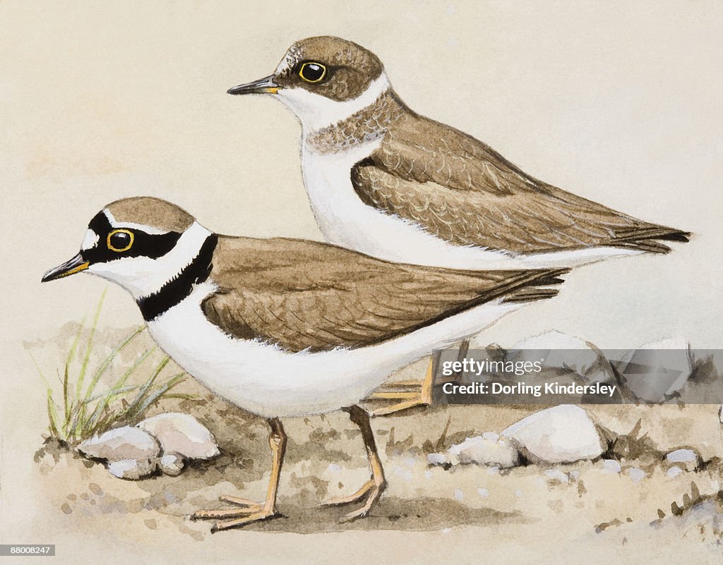 Little ringed plover (Charadrius dubius), two birds standing side by side, side view