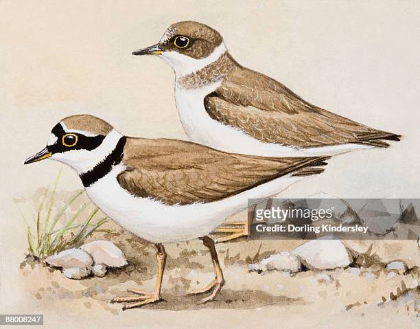 little ringed plover (charadrius dubius), two birds standing side by side, side view - wader bird stock illustrations