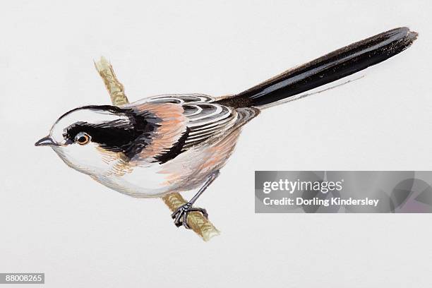 17点のエナガイラスト素材 Getty Images 17点のエナガイラスト素材 Getty Images