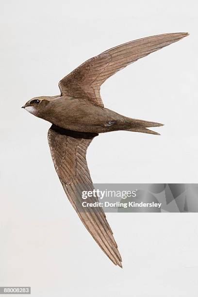 common swift (apus apus) in flight - common swift flying stock illustrations