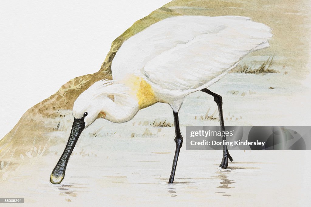 Common spoonbill (Platalea leucorodia), wading in water, side view