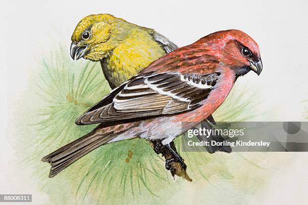 two-barred crossbill (loxia leucoptera), male and female, perching on a pine branch, side view - side by side comparison stock illustrations