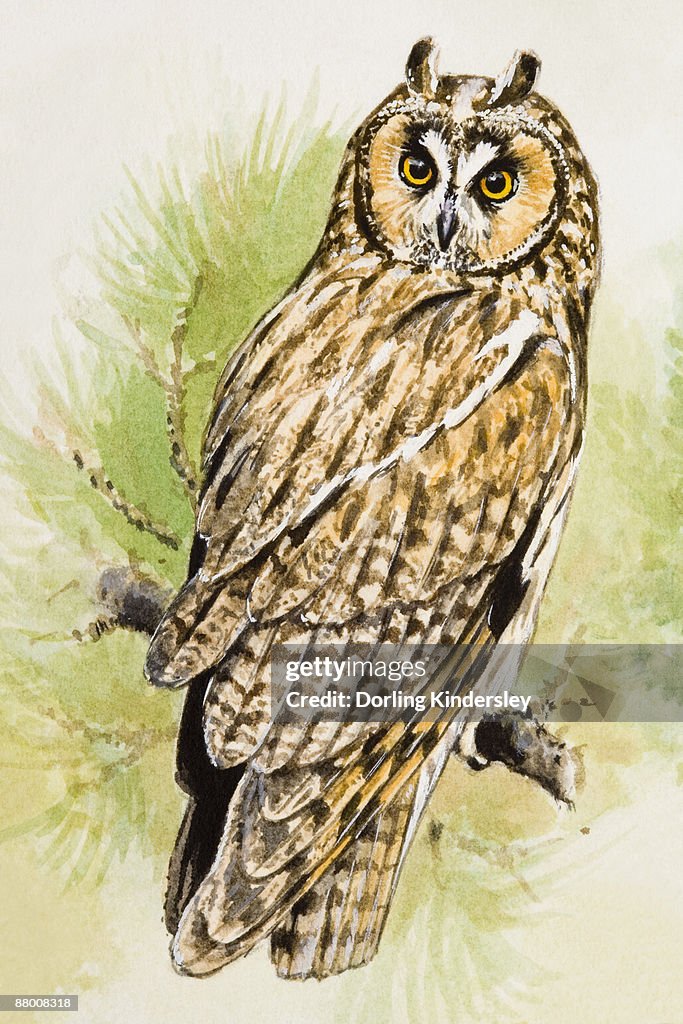 Long-eared Owl (Asio otus), perching on a branch, looking over shoulder