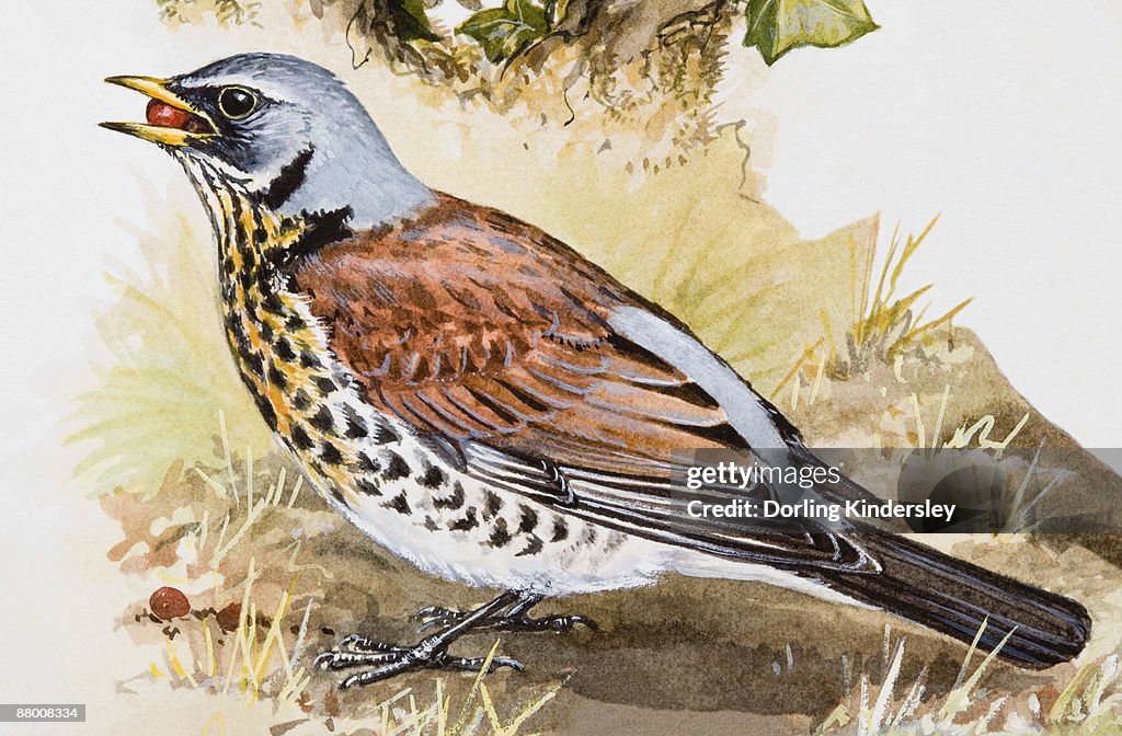 Fieldfare (Turdus pilaris) with seed in its beak, side view