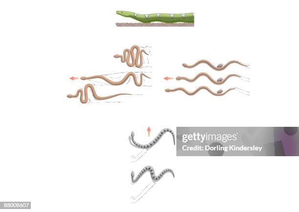 Multiple Snakes Multiple Snakes Photos and Premium High Res Pictures - Getty Images