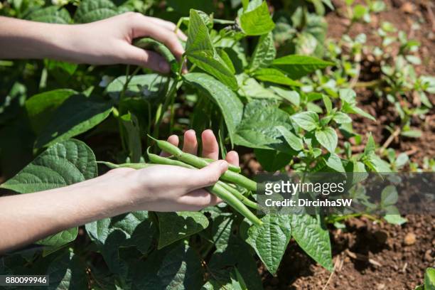 harvesting vegetables in  garden. - green bean stockfoto's en -beelden