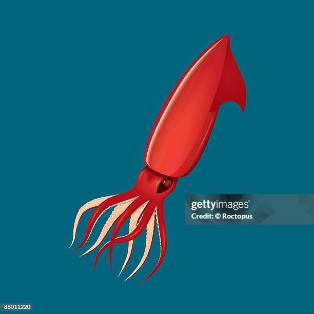humboldt squid - humboldt squid stock illustrations