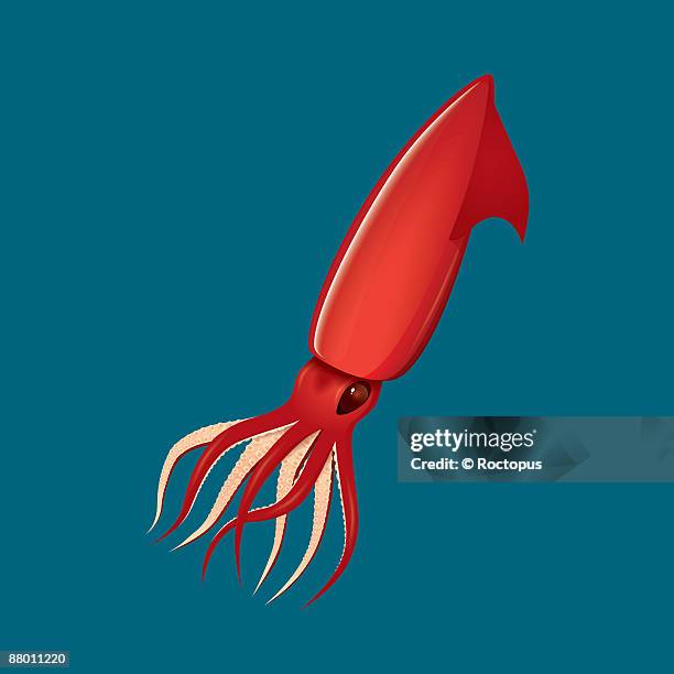 humboldt squid - invertebrate stock illustrations