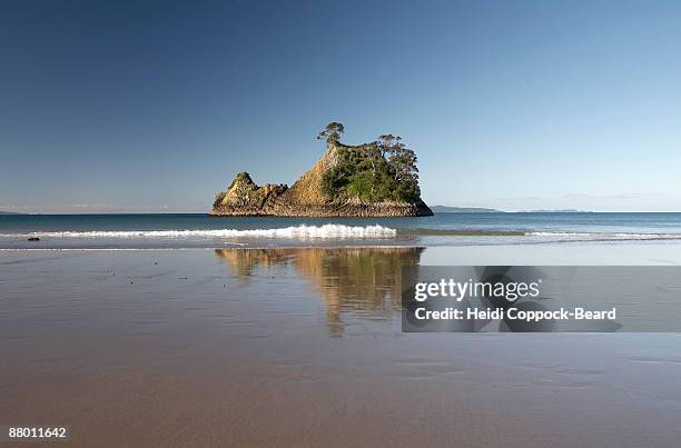 whangpoua beach coromandel - heidi coppock beard stock pictures, royalty-free photos & images