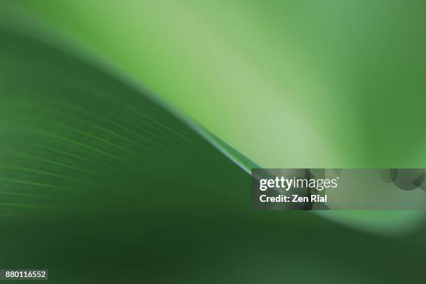 close-up of a tropical leaf- abstract and green - nature close up stock-fotos und bilder