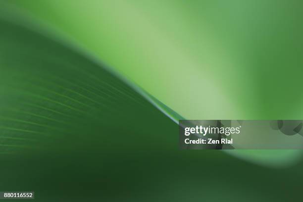 close-up of a tropical leaf- abstract and green - close up of mushroom growing outdoors stockfoto's en -beelden