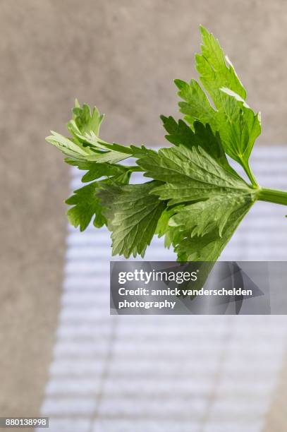 celery leaves. - tecido conjuntivo denso imagens e fotografias de stock