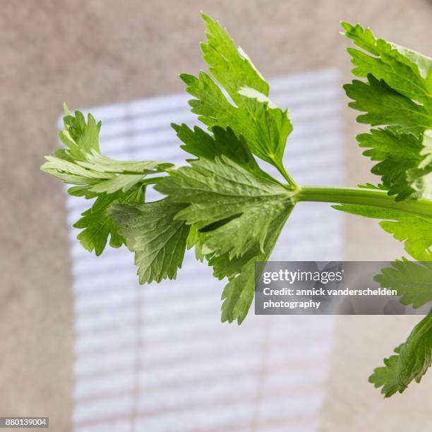 celery leaves. - tecido conjuntivo denso imagens e fotografias de stock