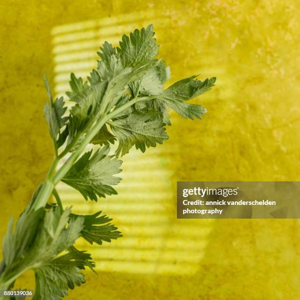 celery leaves. - tecido conjuntivo denso imagens e fotografias de stock