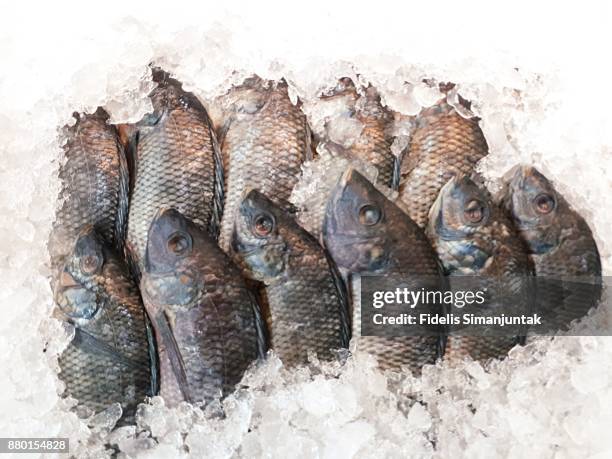 lot of fresh fish in ice box for sale in retail market at jakarta, indonesia - fischfutter stock-fotos und bilder