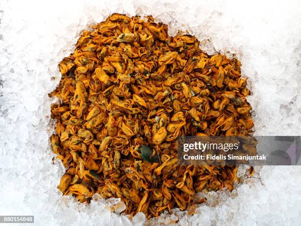 lot of fresh clam in ice box for sale at jakarta, indonesia - fischfutter stock-fotos und bilder