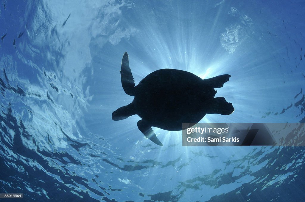 Silhouette of a Green Sea Turtle (Chelonia mydas) 