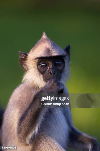 tufted gray langur juvenile portrait - leaf monkey stockfoto's en -beelden