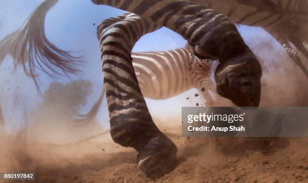 common or plains zebra herd on the move - zebra herd running stock pictures, royalty-free photos & images