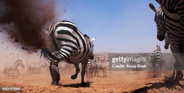 common or plains zebra herd on the move - zebra herd running stock pictures, royalty-free photos & images