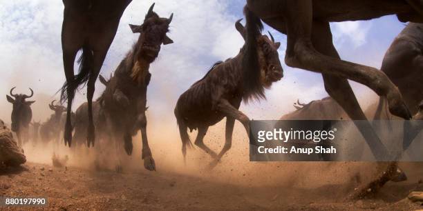 eastern white-bearded wildebeest herd on the move - wildebeest stock pictures, royalty-free photos & images