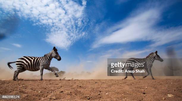common or plains zebra herd on the move - plains zebra bildbanksfoton och bilder