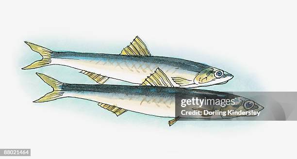 illustration of baltic sprat (sprattus sprattus balticus)  - sprat fish stock illustrations