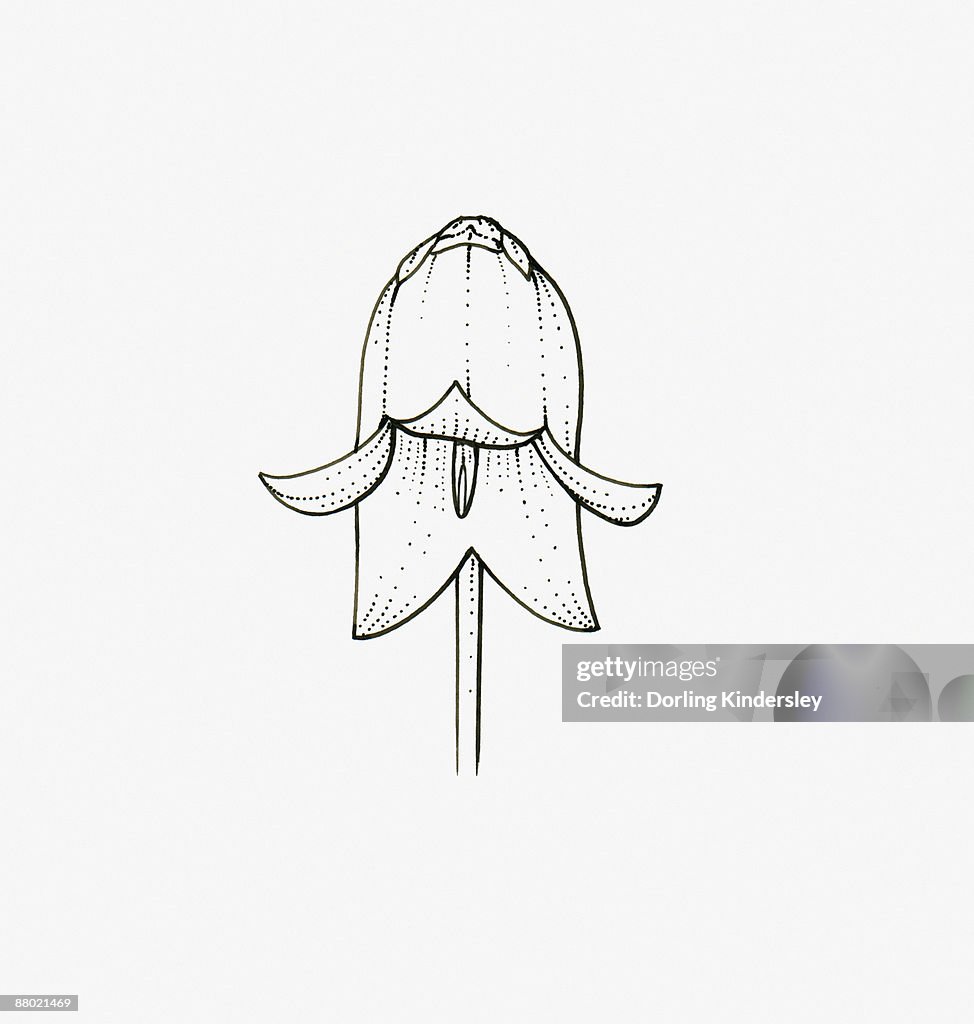 Black and white illustration of bell-shaped Campanula flower head