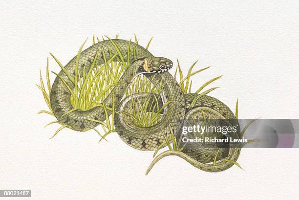 illustration of short snouted grass snake (psammophis brevirostrus) coiled around grass - grass snake stock illustrations