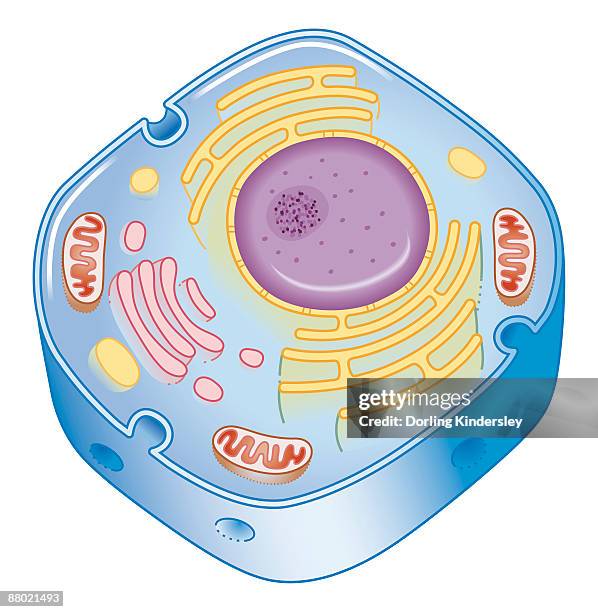 ilustraciones, imágenes clip art, dibujos animados e iconos de stock de illustration of cell nucleus containing cell cytoplasm, mitochondria units, dna, and chromosome - mitocondria