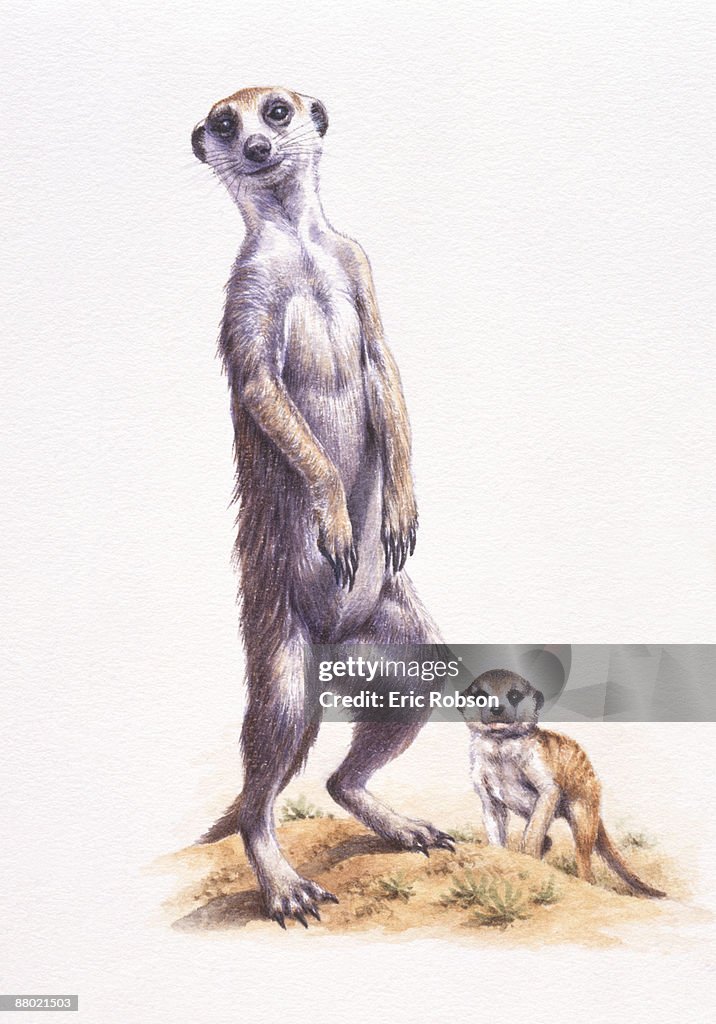 Illustration of adult Meerkat (Suricata suricatta) and pup