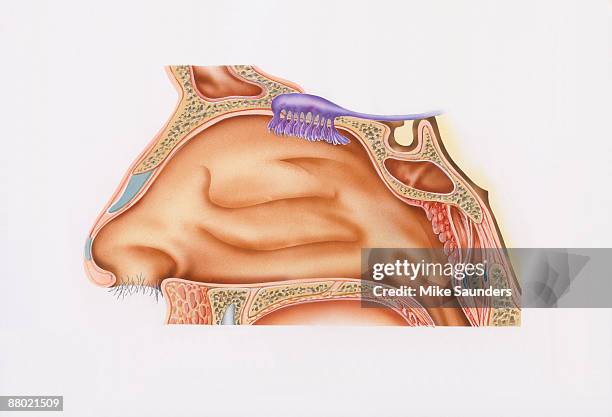 cross-section illustration of nasal cavity, nasal epithelium, and smell receptors (olfaction) - hair close up stock illustrations