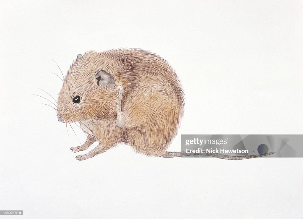 Illustration of Common Vole (Microtus arvalis) scratching behind ear