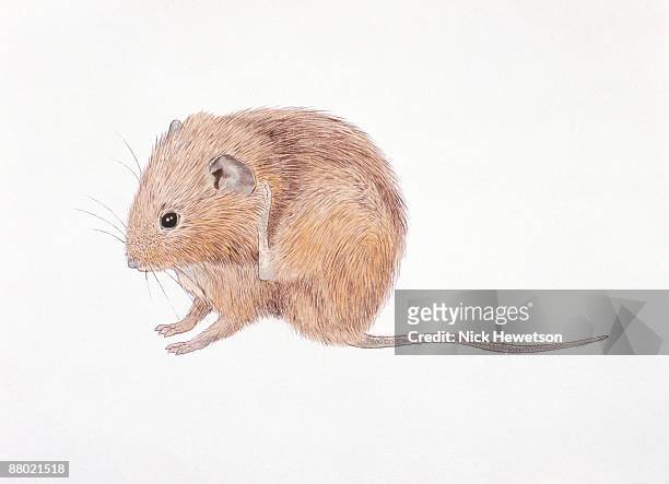 illustration of common vole (microtus arvalis) scratching behind ear - volea stock illustrations