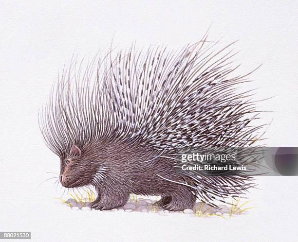 ilustraciones, imágenes clip art, dibujos animados e iconos de stock de illustration of crested porcupine (hystrix cristata) with raised quills  - puercoespín