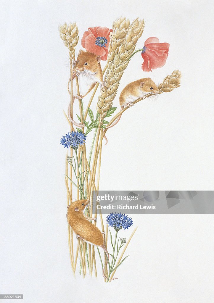 Illustration of Harvest Mouse (Micromys minutus), clambering on tall stems of wheat