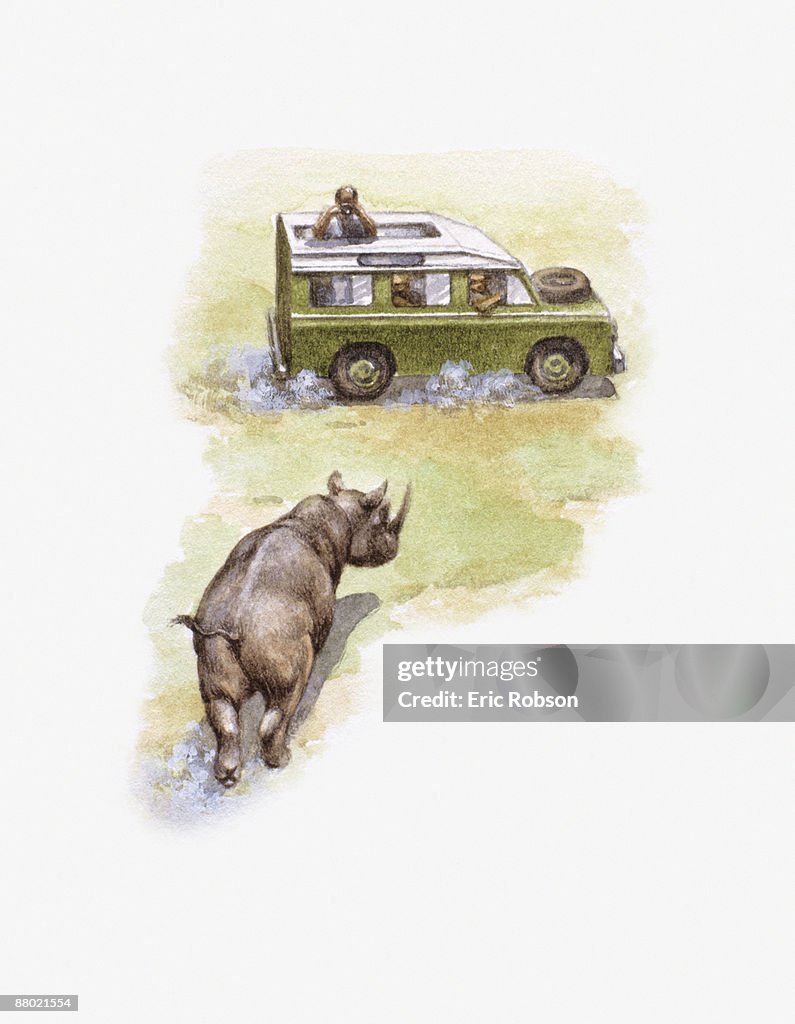 Illustration of White Rhinoceros (Ceratotherium simum) charging towards safari Jeep