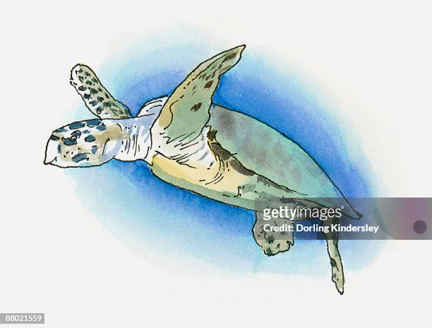 illustration of green turtle (chelonia mydas) found on western mediterranean coast - green turtle点のイラスト素材／クリップアート素材／マンガ素材／アイコン素材