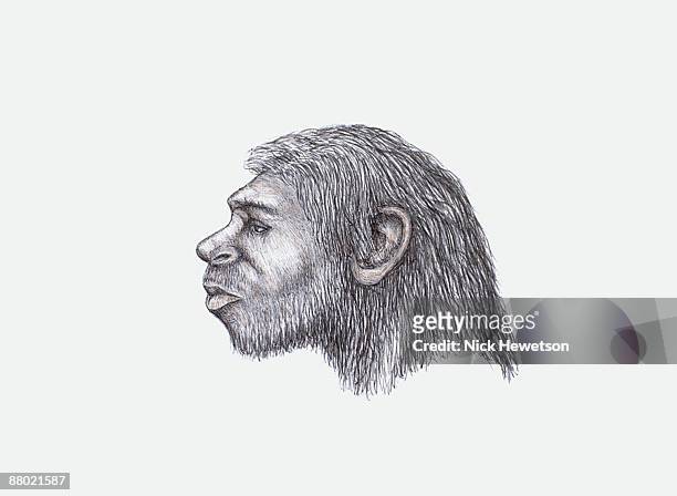 illustration of neanderthal head - neanderthal stock illustrations