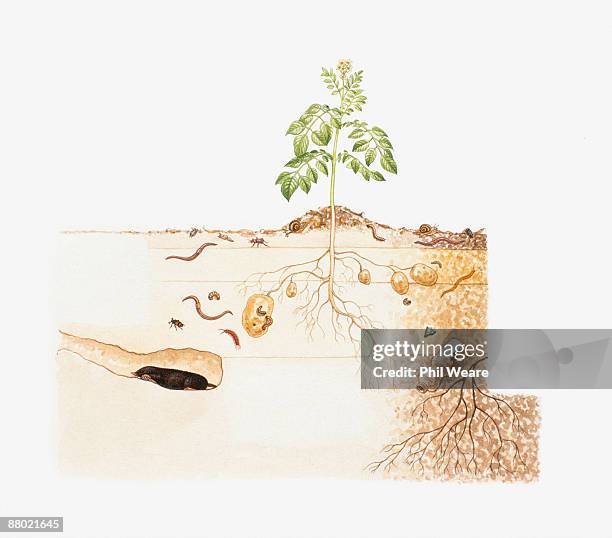stockillustraties, clipart, cartoons en iconen met cross section illustration of potato plant growing above soil with roots, insects, mole and ancient bottle in soil strata underground - beetle