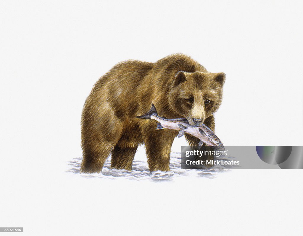 Grizzly Bear (Ursus arctos horribilis), walking in water carrying fish in mouth