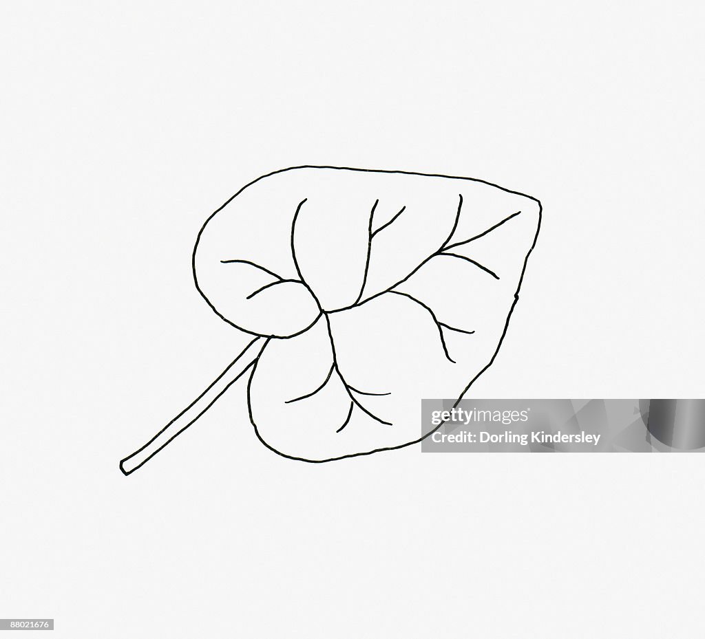 Black and white illustration of heart shaped Hedera (Ivy) leaf 