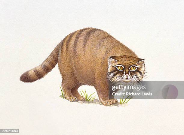 illustration of pallas' cat (felis manul) - camouflaged cat点のイラスト素材／クリップアート素材／マンガ素材／アイコン素材