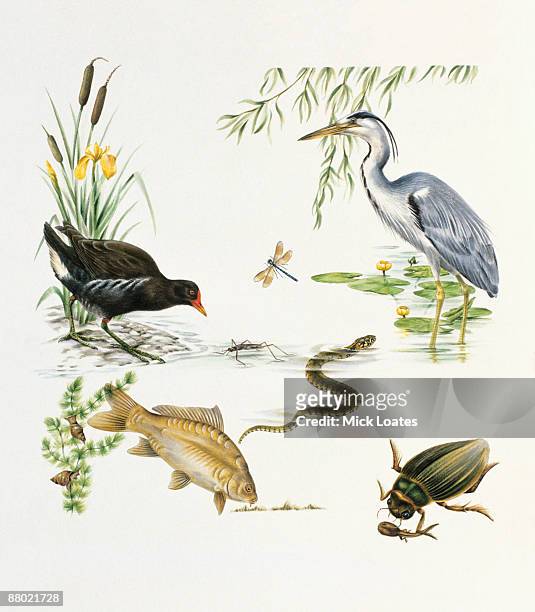 illustrations, cliparts, dessins animés et icônes de illustration of heron, moorhen, darner dragonfly, water boatman, diamondback water snake, freshwater snails on pond weed, mirror carp, diving beetle feeding on tadpole, water lillies, and bulrush, found in ponds and rivers - groupe moyen d'animaux