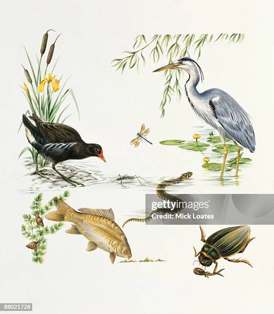 illustration of heron, moorhen, darner dragonfly, water boatman, diamondback water snake, freshwater snails on pond weed, mirror carp, diving beetle feeding on tadpole, water lillies, and bulrush, found in ponds and rivers - head above water stock illustrations