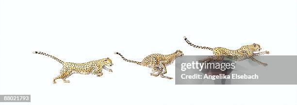 bildbanksillustrationer, clip art samt tecknat material och ikoner med sequence of illustrations showing how the cheetah (acinonyx jubatus) runs at high speed - gepard