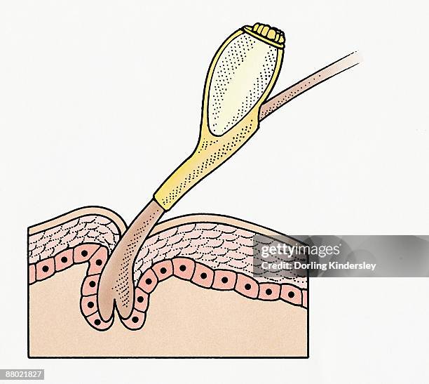 cross section illustration of head louse (pediculus humanus capitis) egg on human hair  - humanus capitis stock illustrations