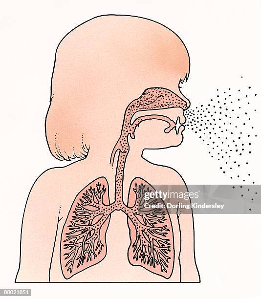 cross section illustration of child in profile showing lungs and trachea, exhaling breath from mouth and nose - exhaling stock illustrations