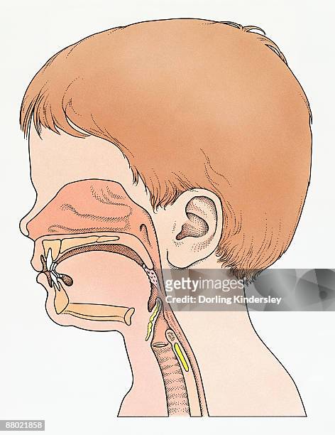 ilustrações, clipart, desenhos animados e ícones de illustration showing physiology of face and neck of elementary age boy - faringe
