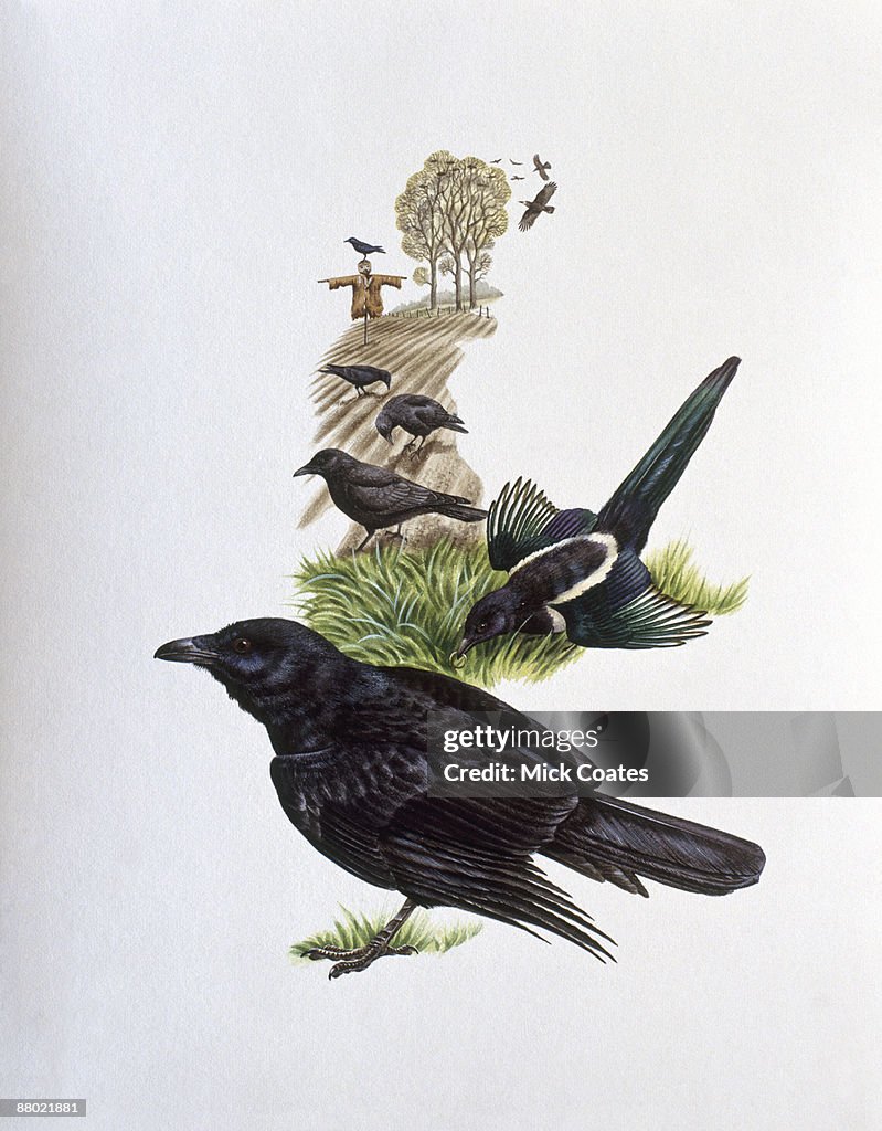 Illustration of Common Raven, European Magpie, Common Crow, and Common Grackle in countryside, with scarecrow and rookery in distance